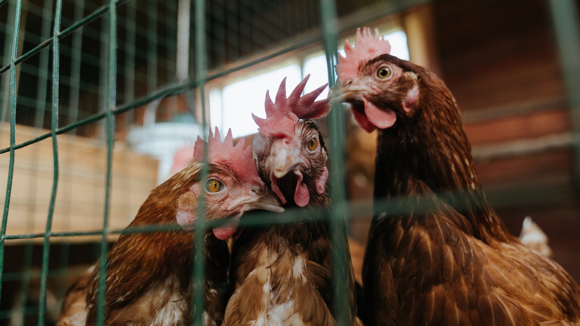 开云官网-《电竞黄金年龄：青训体系加速培养新星》，电竞黄金年龄到底是多少