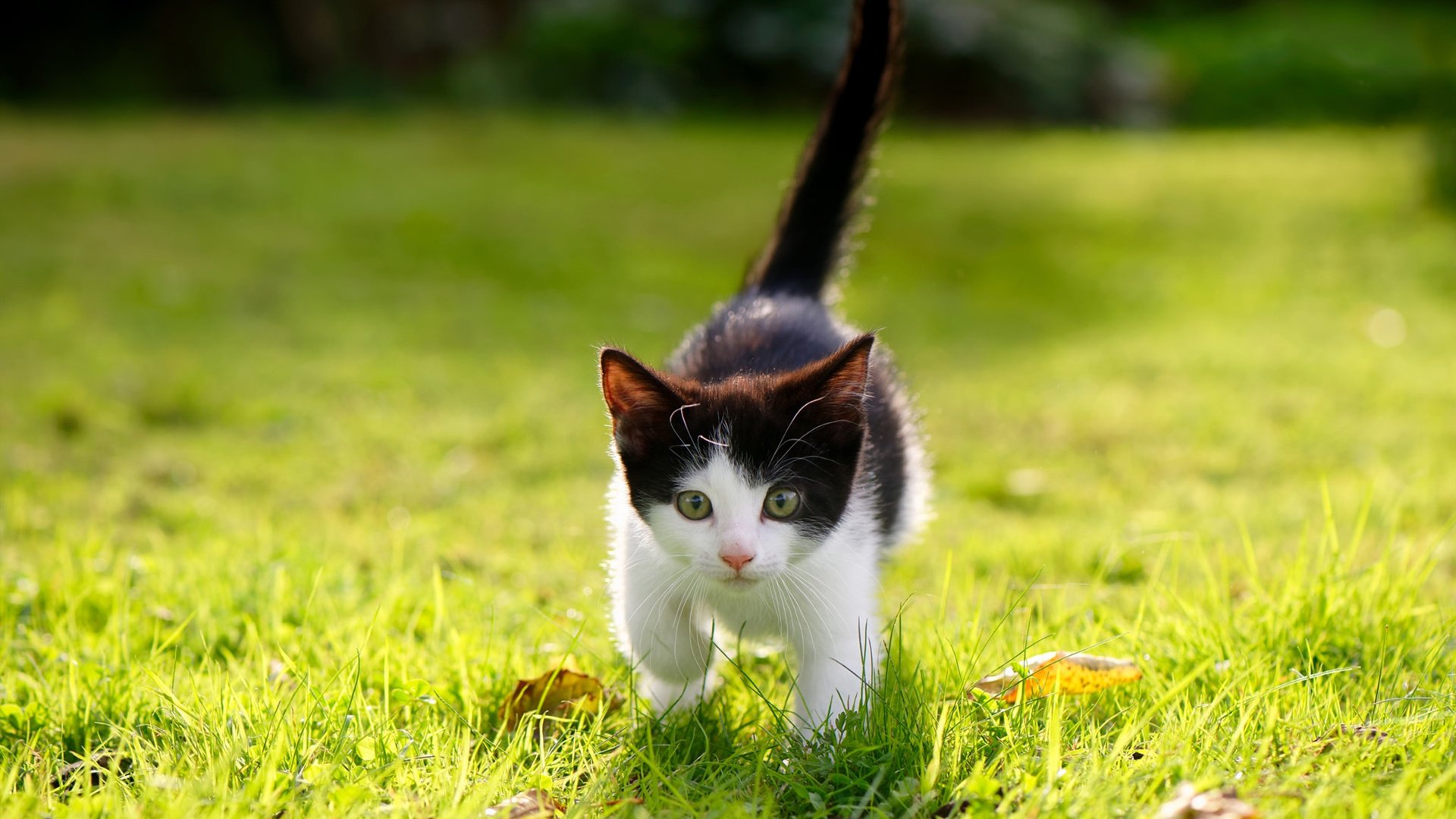 【运动员成长史】马克·塞尔比:从基层到世界冠军的奋斗历程,马克塞尔比排名赛冠军