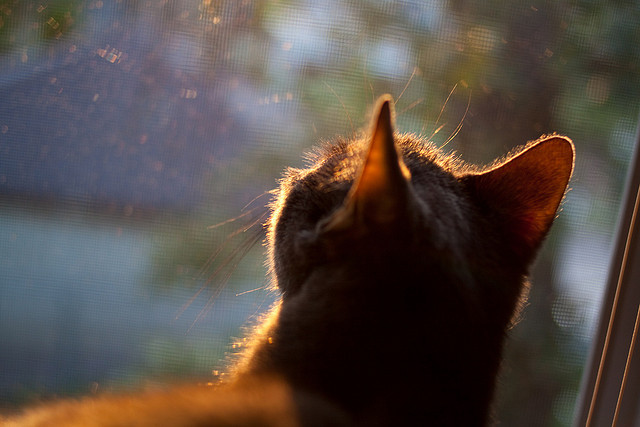 开云·Kaiyun网页版-克罗地亚马术协会开展马匹福利宣传活动，提升公众意识。