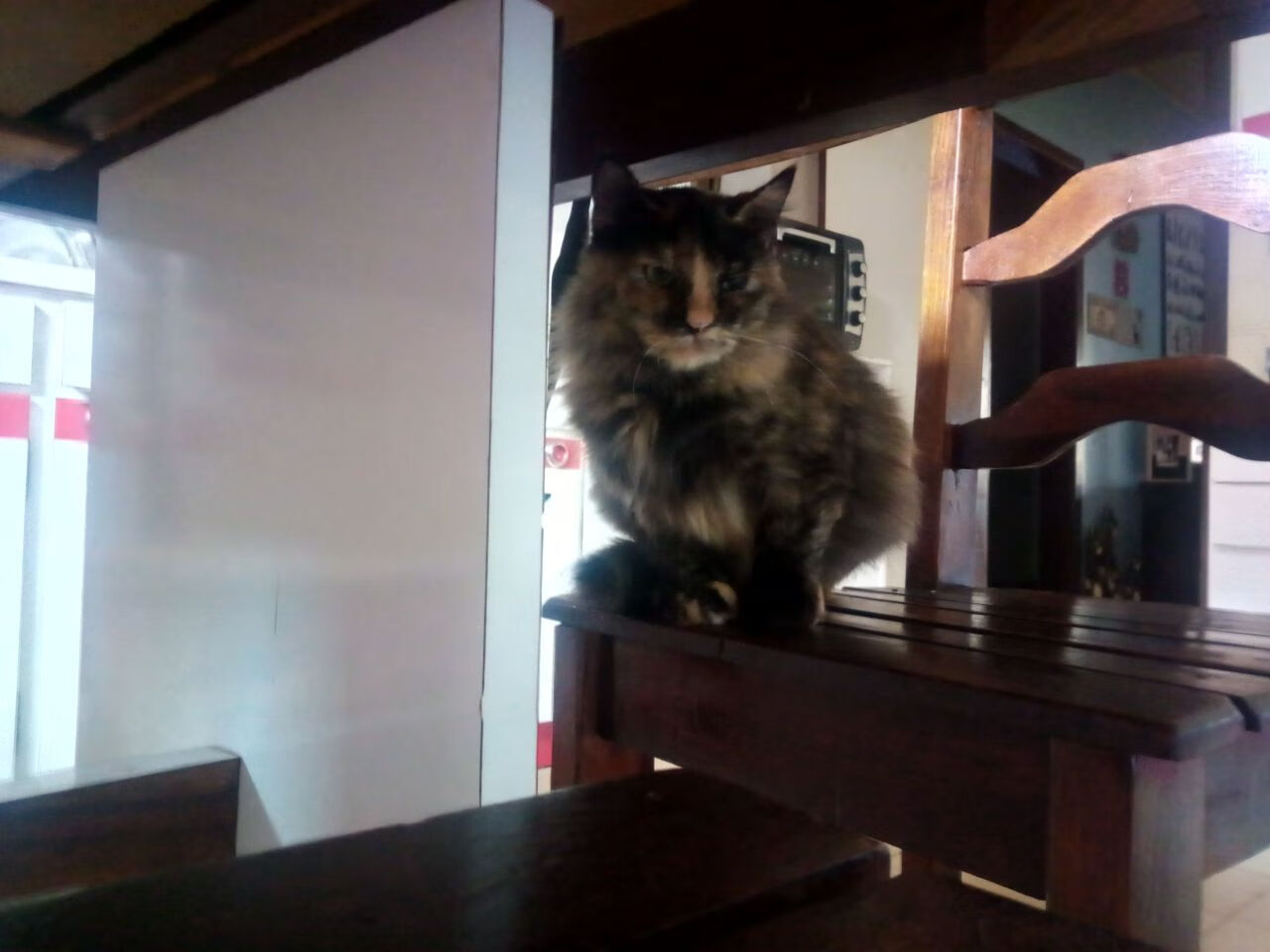 开云体育-全明星技艺：明星赛上的惊艳表演，全明星表演赛都有谁