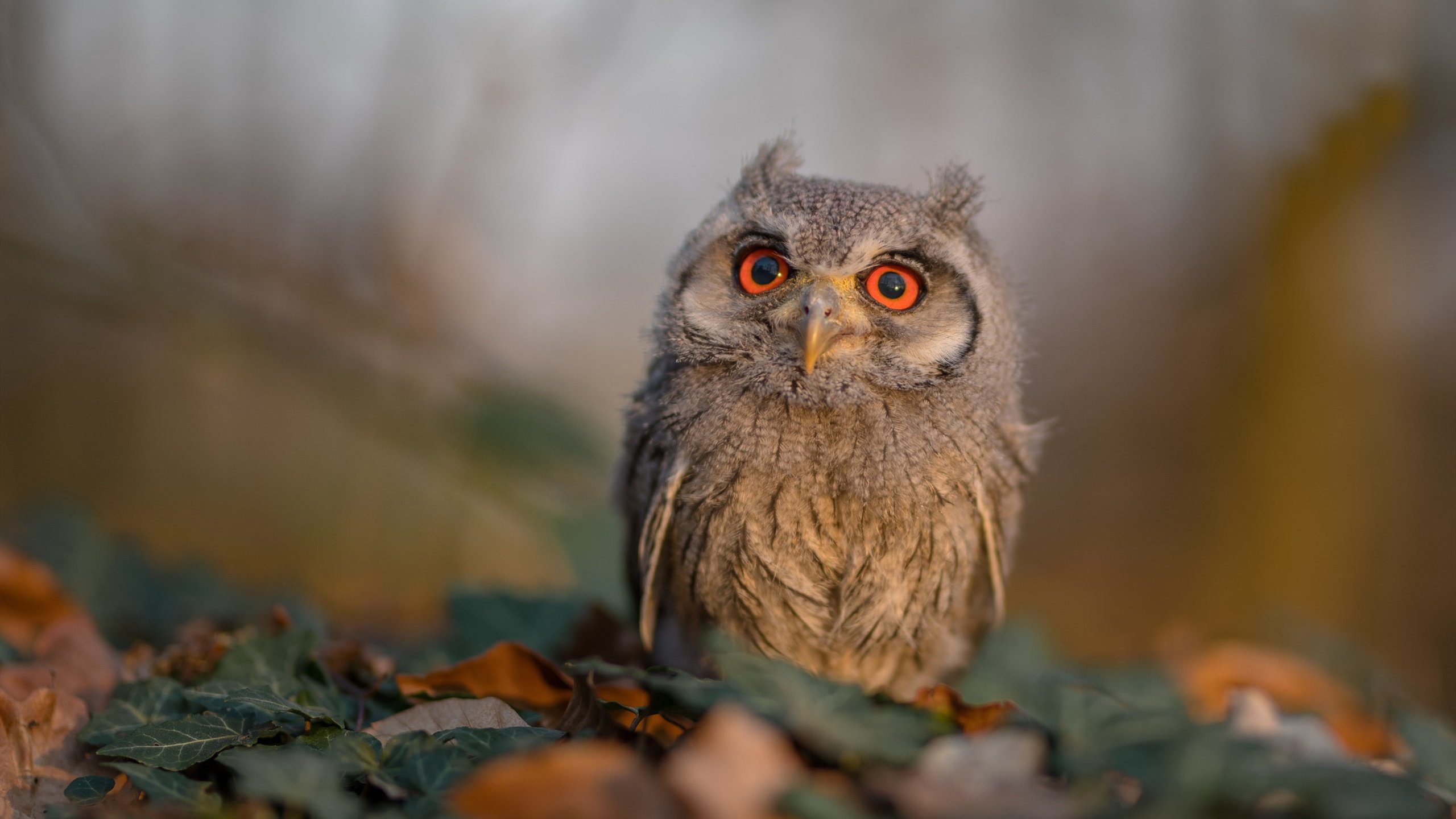 乌拉圭队前锋洛佩斯在巴黎奥运会上表现出色，佩纳罗尔对乌拉圭民族比赛分析