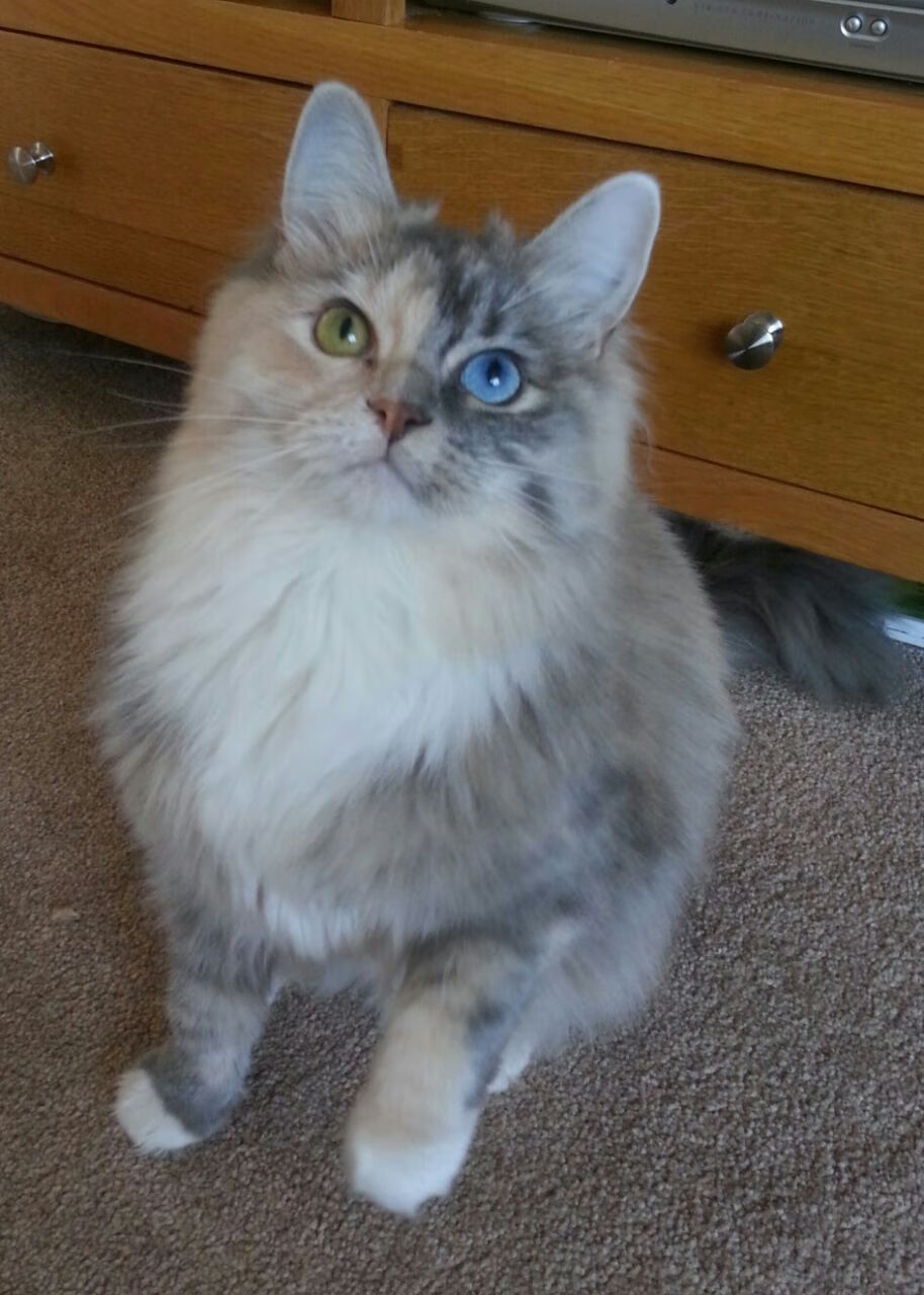 塞内加尔队在巴黎奥运会比赛中多次通过团队配合得分,塞内加尔足球运动员