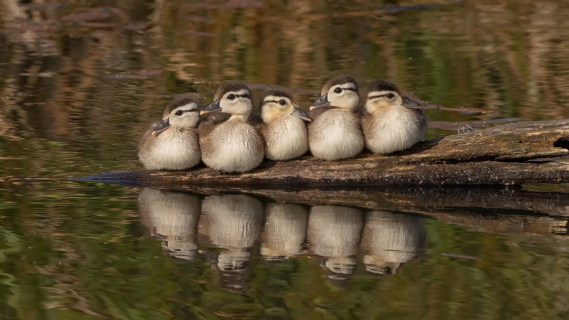 富勒姆客场取胜切尔西,英超保级斗争形势扭转,富勒姆转会