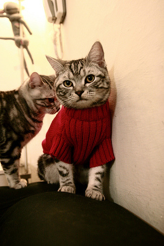 布莱顿防线漏洞频出,海鸥军团欲再创佳绩,布莱顿ds