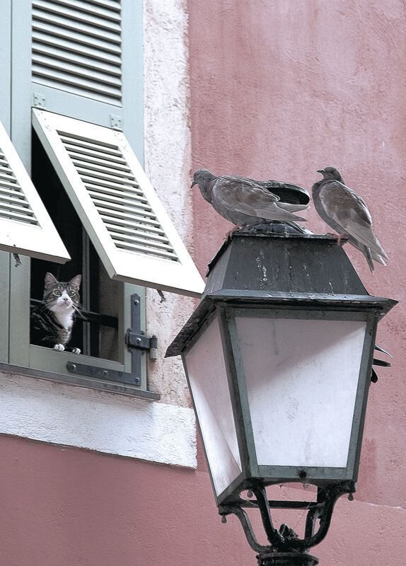 开云官方-斯洛文尼亚队在欧预赛中再夺一场胜利，晋级形势乐观，斯洛文尼亚赛事汇