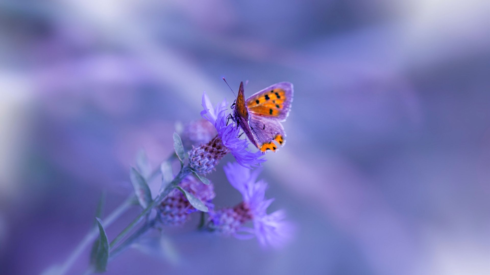 日本队后防线表现出色,日本队后腰