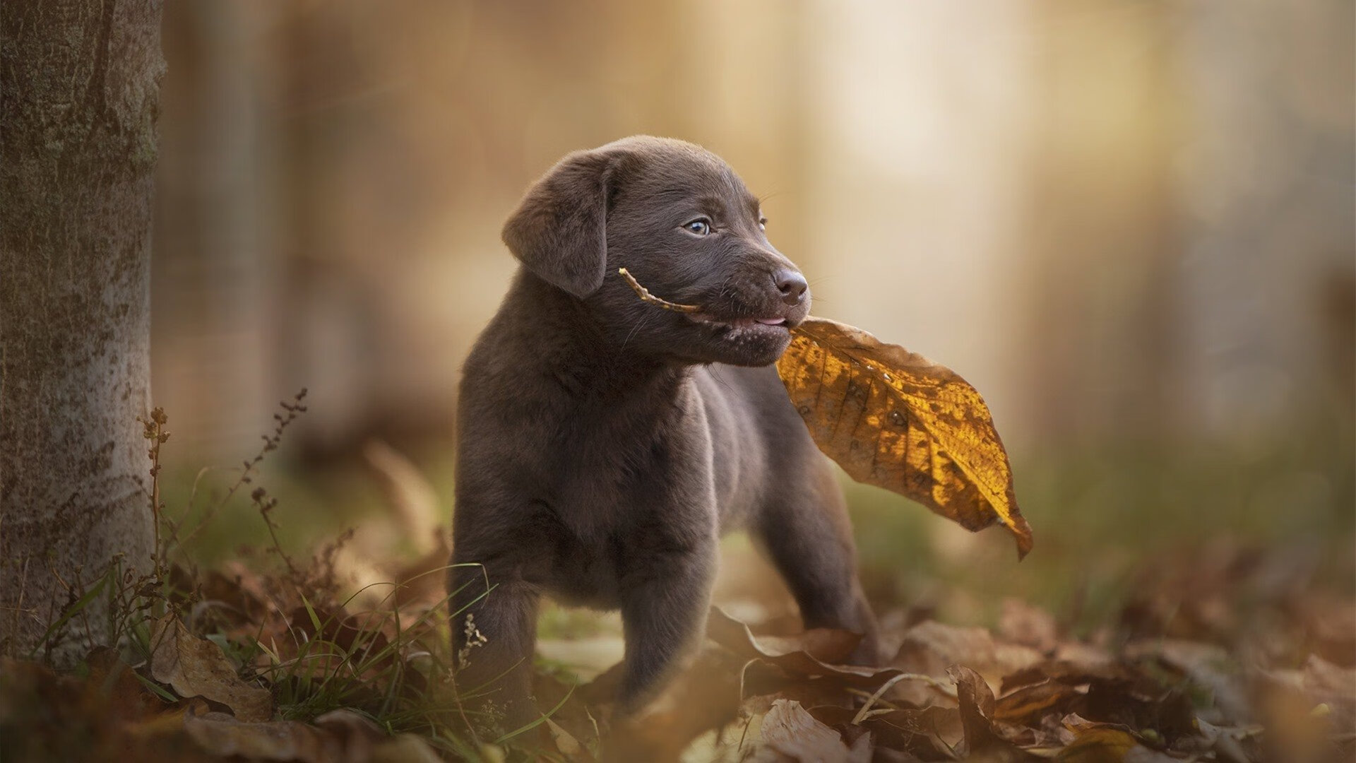比利时大胜芬兰,成功锁定欧锦赛强名额,欧洲杯比利时vs芬兰谁开球