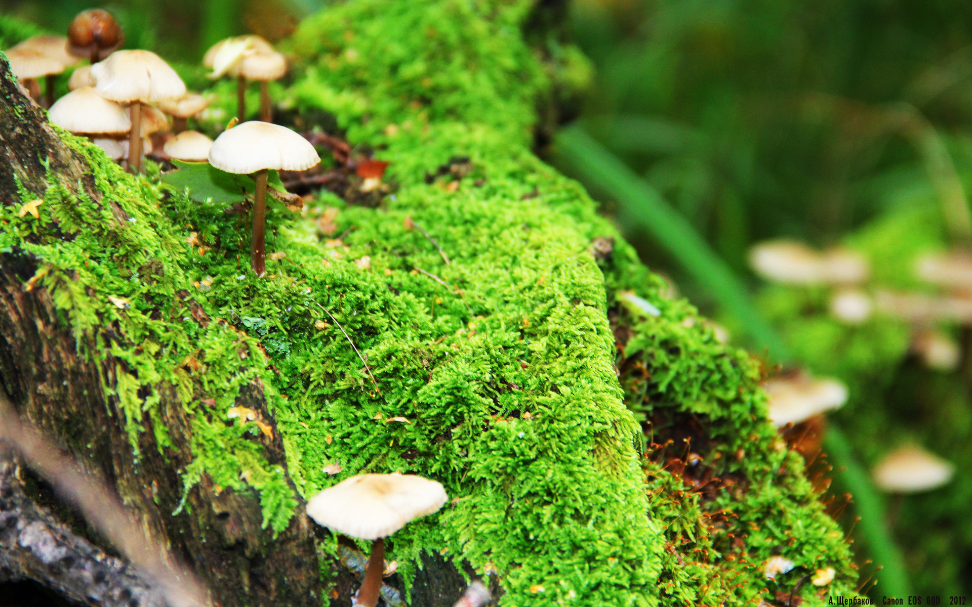 Kaiyun(中国)开云-法国足球联赛球员实力脱颖而出，成为焦点，法国足球队主力球员