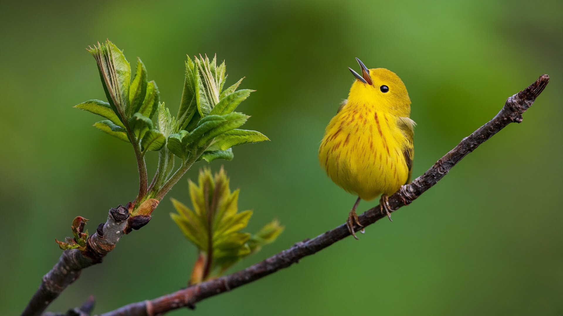 泰国女足队勇于冲锋,取得战胜,泰国女足门将