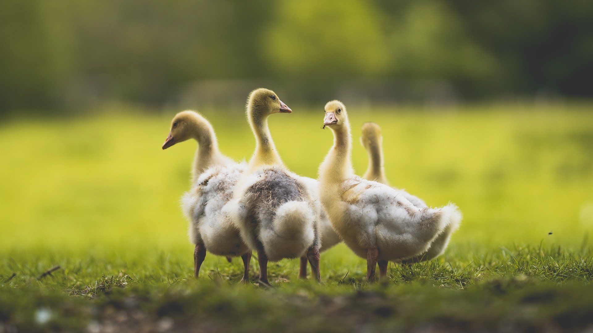 开云官网-阿尔特塔在比赛中注重进攻转换，提升球队进攻效率，阿尔特塔合同