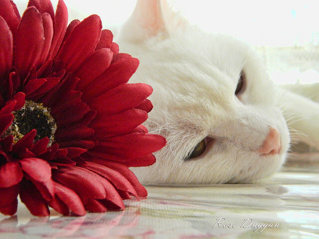 青少年篮球技术培养课程,青少年篮球训练课程