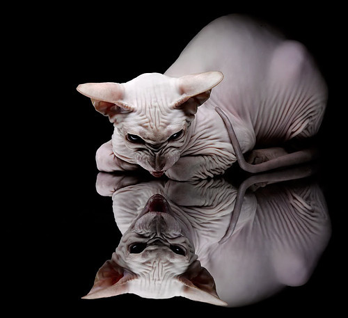 NBA球员犯规类型结构对比赛结果影响分析,nba犯规术语