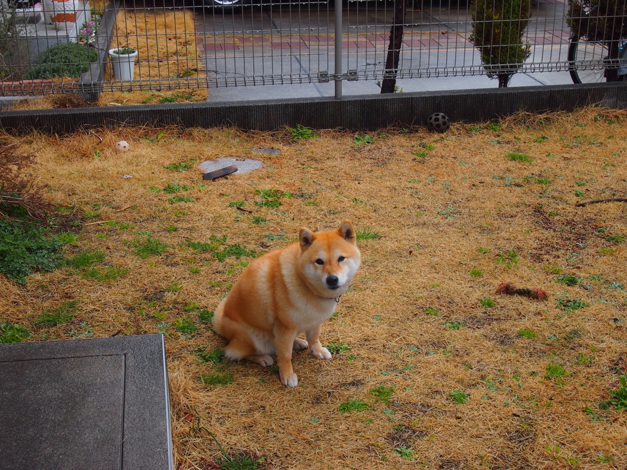 中国篮球教练员战术分析技术开发与应用,篮球教练技能展示