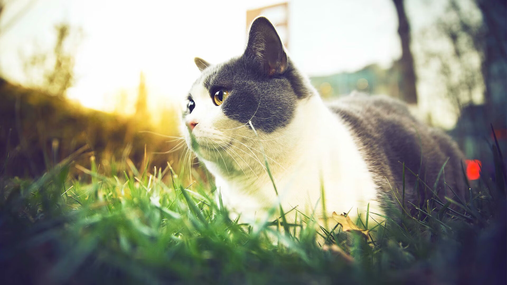 英超球队赛中运动负荷与技术表现关联分析,英超训练足球