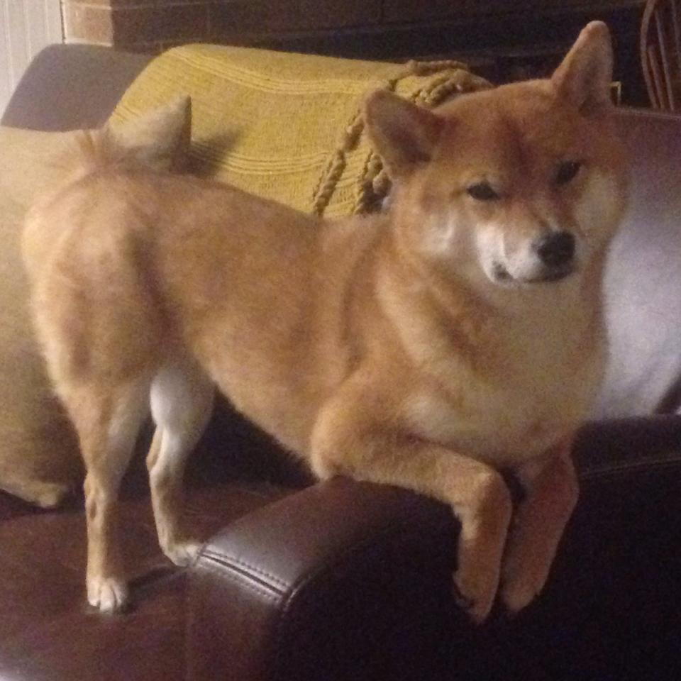 Kaiyun(中国)开云-CBA球队实施科学恢复管理减少伤病率，cba恢复主客场了吗