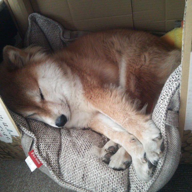 中国冰球青年队赴海外拉练提升实战经验,中国冰球首次通过选拔营