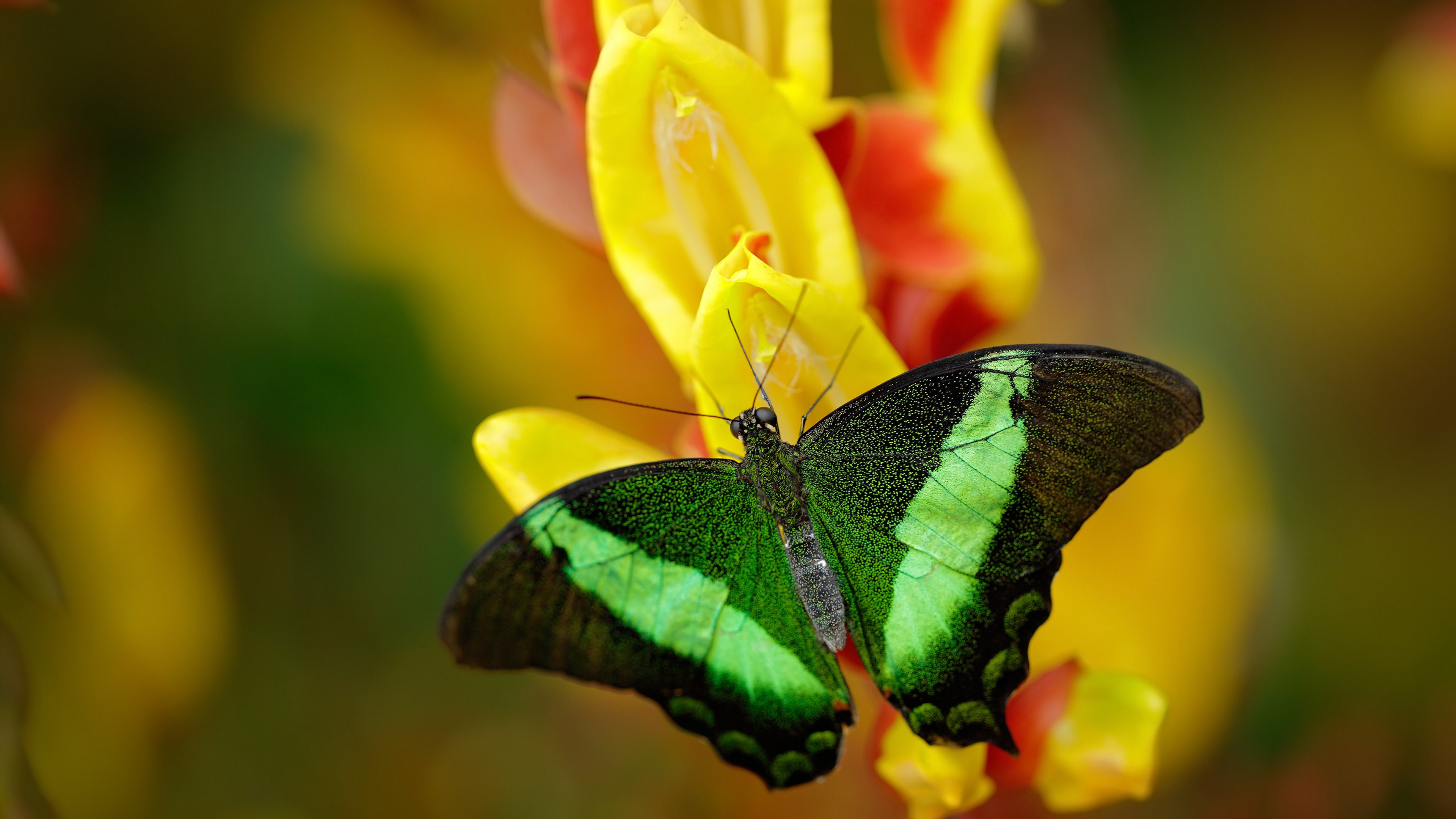 慢节奏球队是否在关键时刻更具稳定性,慢节奏类型的是