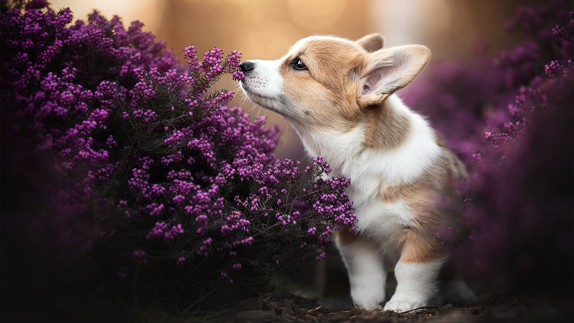 伊朗男篮在亚洲预赛中冲击奥运,积蓄实力迎战未来,伊朗男篮2021