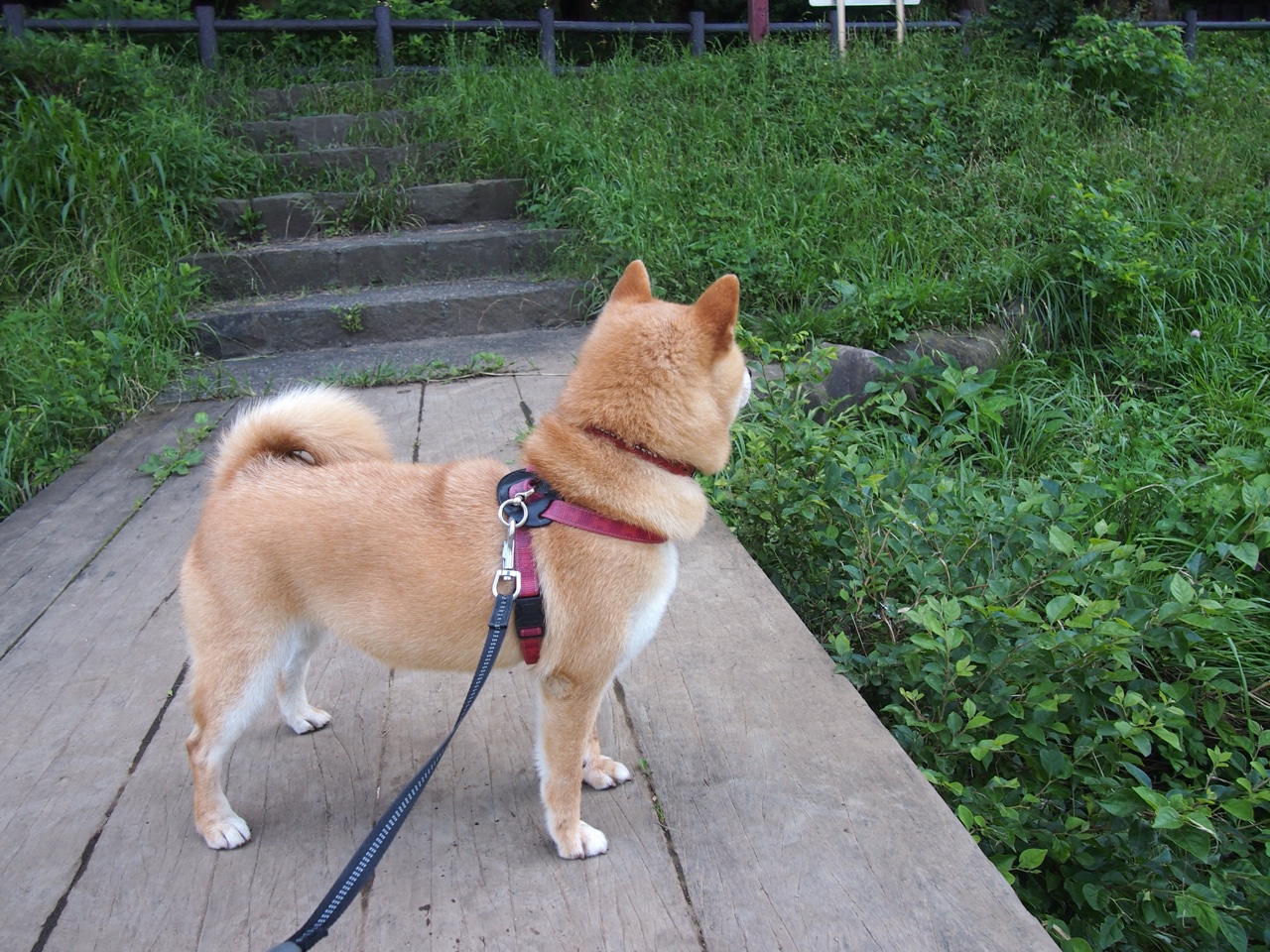 开云中国-凯尔特人赛季口号正式官宣强调奋战到底，凯尔特人经典比赛