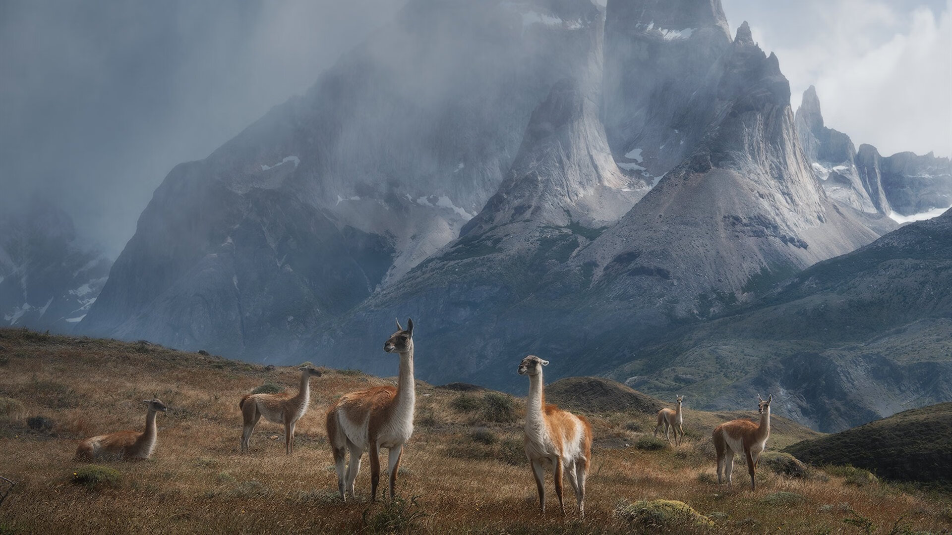 开云官网APP下载-格林伍德的防守稳定性，成袋鼠队后防屏障，格林伍德过人