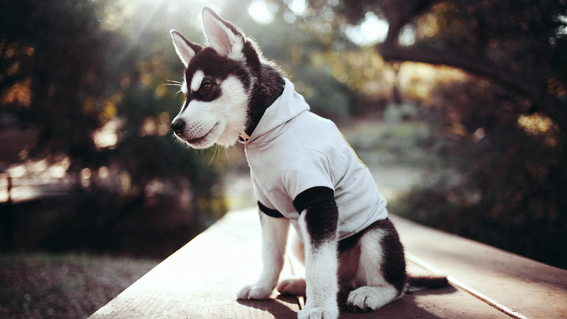 比赛节奏稳定,展现比赛掌控能力,比赛节奏是什么意思