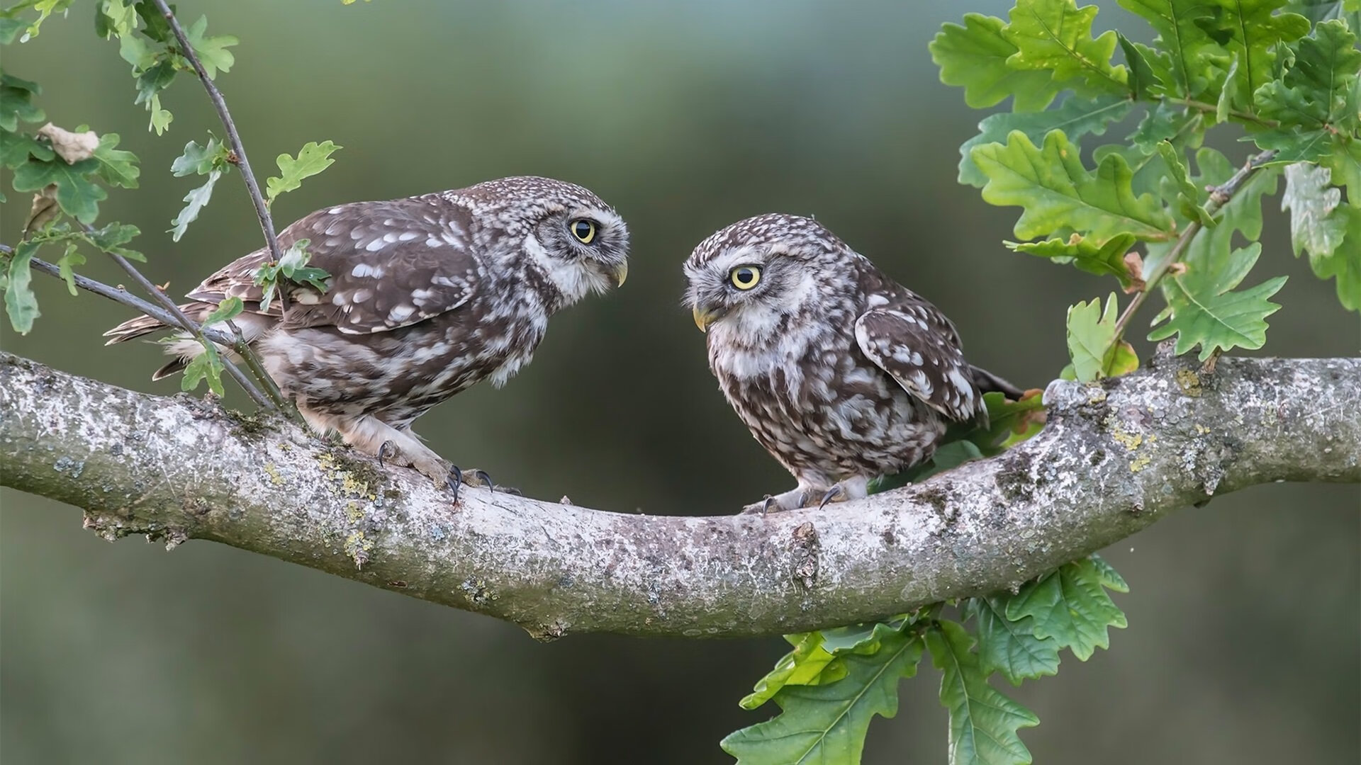 莱昂·马尔尚决赛表现稳健赢得掌声，莱昂纳尔